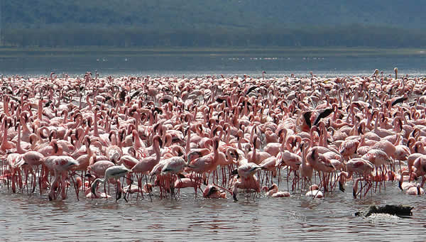 Flamingoes, Lake Nakuru